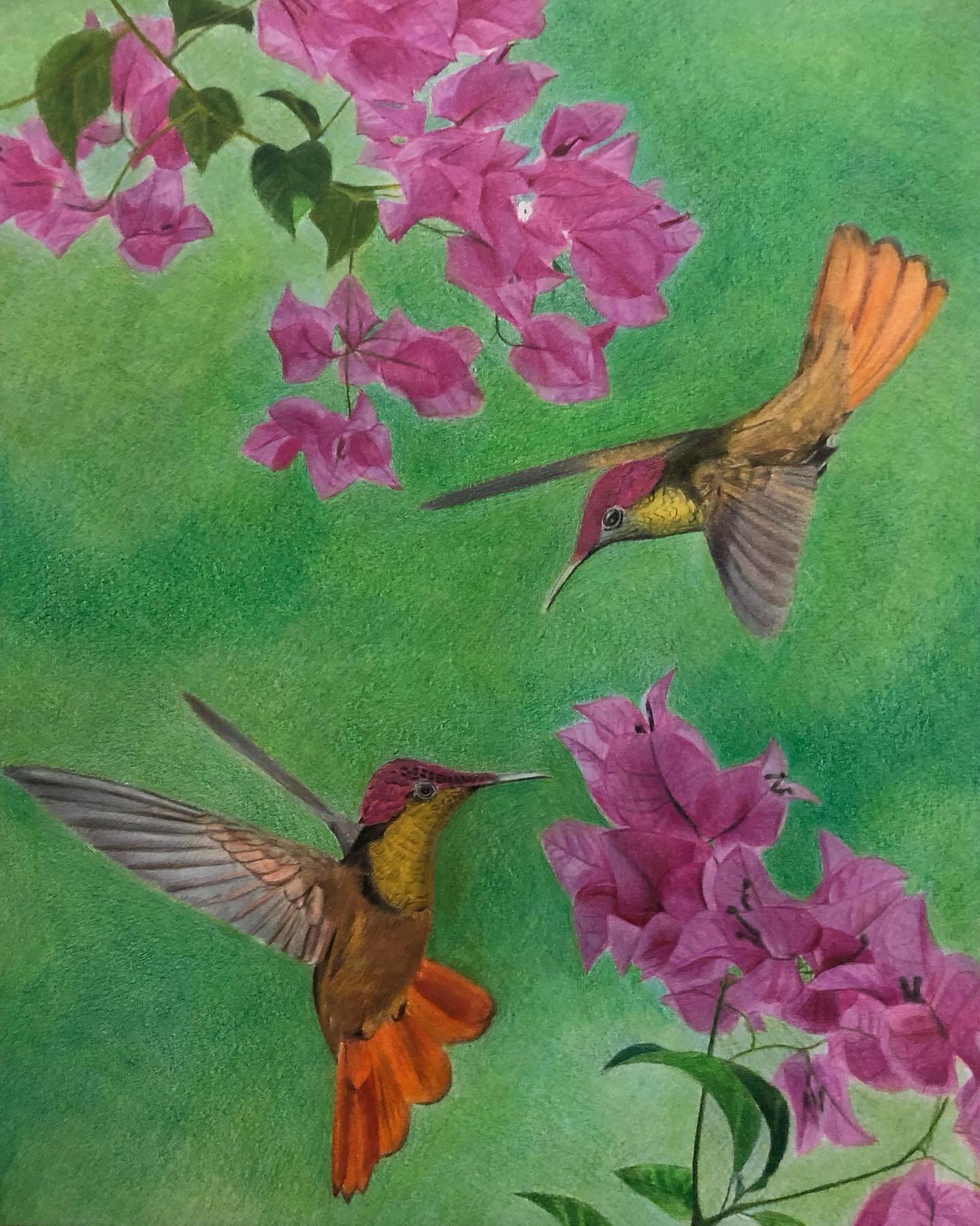 Bougainvillea Showdown